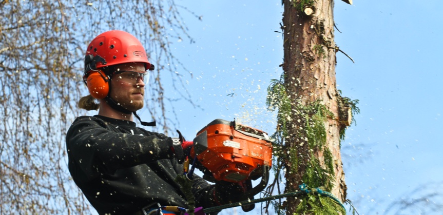Employé effectuant une coupe d'arbre à Repentigny