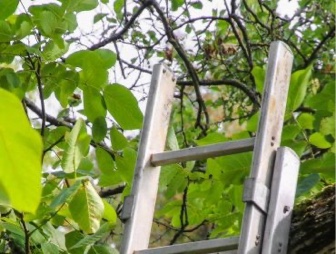 Employé faisant de l'élagage d'arbre