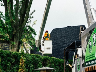 Employé travaillant sur un arbre
