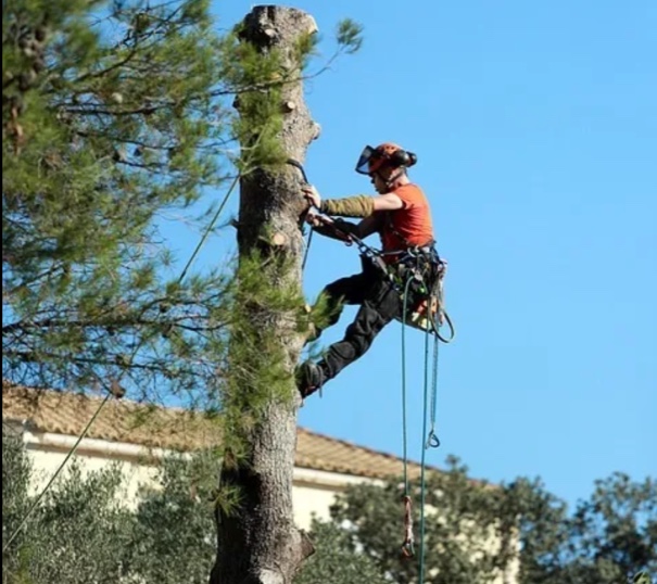 Émondeur qui monte dans un arbre