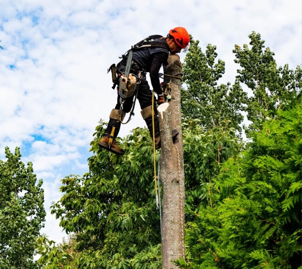 Émondeur accroché sur un arbre
