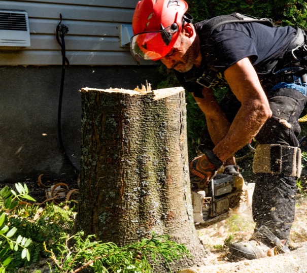 Émondeur qui coupe un arbre