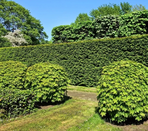 Haie bien coupé après une taille de haie