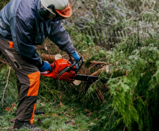 Employant executant le service de coupe d'arbre