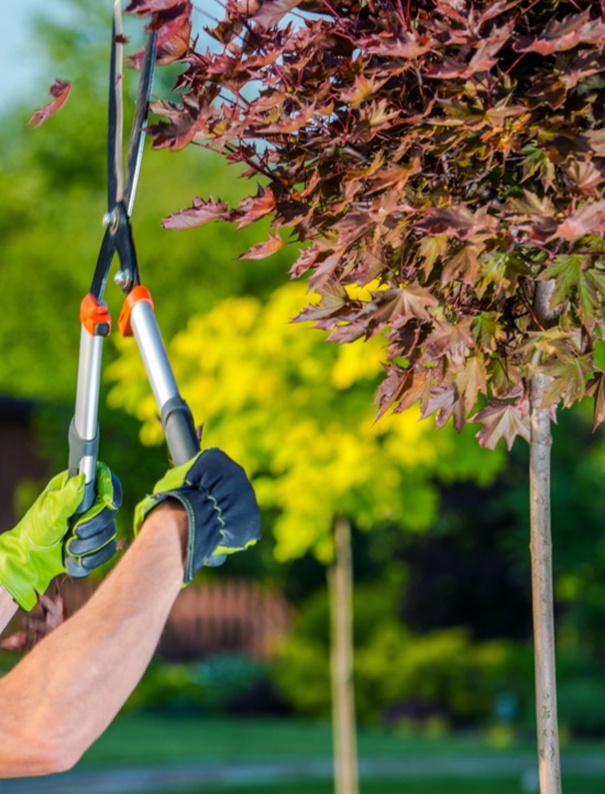 Employant executant le service de taillage de haie