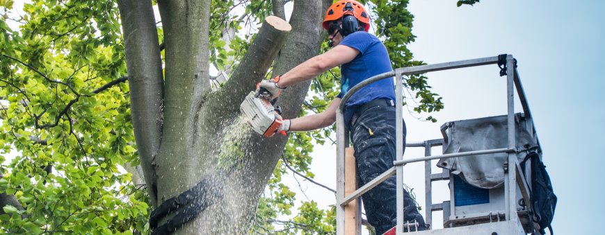 service d'arboriculture